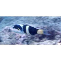 Thalassoma nigrofasciatum Randall, 2003