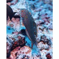 Macropharyngodon meleagris (Valenciennes, 1839)