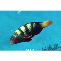 Chlorurus bleekeri (de Beaufort, 1940)