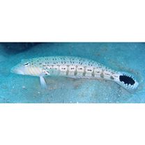 Parapercis xanthogramma Imamura et Yoshino, 2007