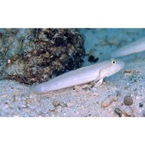 Valenciennea sexguttata (Valenciennes, 1837)