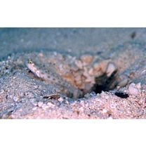 Ctenogobiops feroculus Lubbock et Polunin, 1977