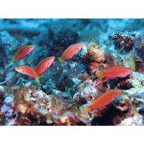 Cirrhilabrus punctatus Randall et Kuiter, 1989