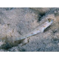 Vanderhorstia wayag Allen et Erdmann, 2012