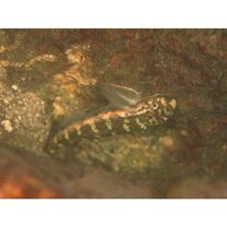 Sicyopterus lagocephalus (Pallas, 1774)