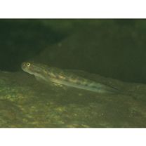 Sicyopterus lagocephalus (Pallas, 1774)