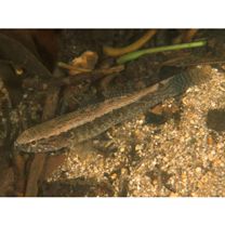 Eleotris fusca (Schneider, 1801)