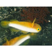 Lubricogobius dinah Randall et Senou, 2001