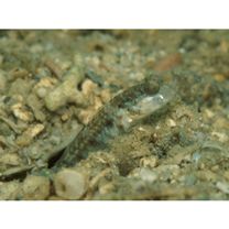 Cryptocentrus inexplicatus (Herre, 1934)