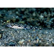 Favonigobius gymnauchen (Bleeker, 1860)