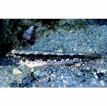 Acentrogobius virgatulus (Jordan et Snyder, 1901)