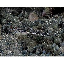 Acentrogobius virgatulus (Jordan et Snyder, 1901)