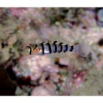 Pterogobius elapoides (Gunther, 1872)