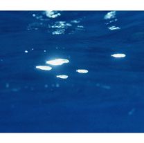 Mugil cephalus cephalus Linnaeus, 1758