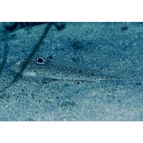 Repomucenus richardsonii (Bleeker, 1854)