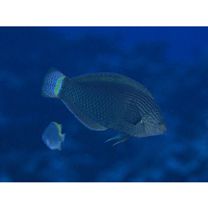 Halichoeres marginatus Ruppell, 1835