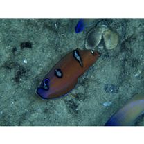 Coris gaimard (Quoy et Gaimard, 1824)