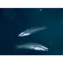 Pseudocoris yamashiroi (Schmidt, 1931)