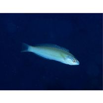 Pseudocoris yamashiroi (Schmidt, 1931)