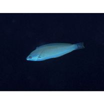 Pseudocoris yamashiroi (Schmidt, 1931)