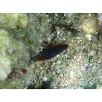 Cirrhilabrus melanomarginatus Randall et Shen, 1978