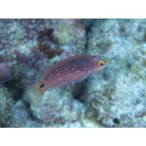 Cirrhilabrus melanomarginatus Randall et Shen, 1978