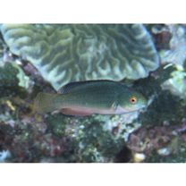 Cirrhilabrus melanomarginatus Randall et Shen, 1978