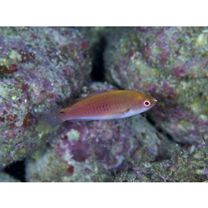 Cirrhilabrus katherinae Randall, 1992