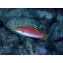 Cirrhilabrus katherinae Randall, 1992