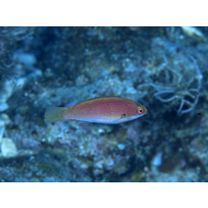 Cirrhilabrus katherinae Randall, 1992