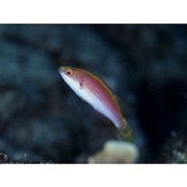 Cirrhilabrus katherinae Randall, 1992