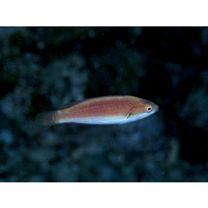 Cirrhilabrus katherinae Randall, 1992