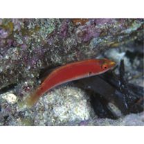 Cirrhilabrus katherinae Randall, 1992