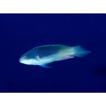 Cirrhilabrus melanomarginatus Randall et Shen, 1978