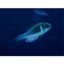 Cirrhilabrus melanomarginatus Randall et Shen, 1978