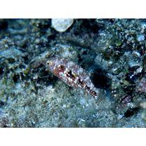 Oxycheilinus bimaculatus (Valenciennes, 1840)