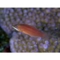 Pseudocheilinus evanidus Jordan et Evermann, 1903