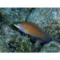 Pseudocheilinus evanidus Jordan et Evermann, 1903