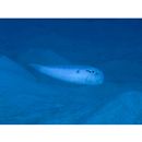 Iniistius pentadactylus (Linnaeus, 1758)