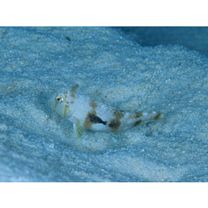 Iniistius twistii (Bleeker, 1856)