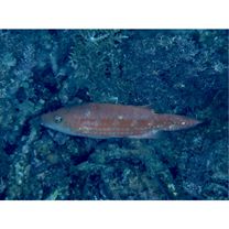 Oxycheilinus orientalis (Gunther, 1862)