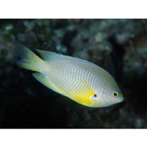 Pomacentrus amboinensis Bleeker, 1868