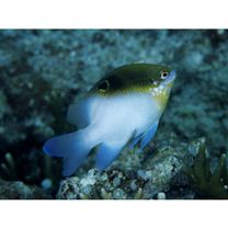 Dischistodus melanotus (Bleeker, 1858)