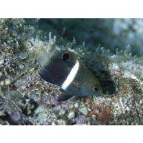 Chrysiptera biocellata (Quoy et Gaimard, 1825)