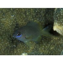 Stegastes nigricans (Lacepede, 1802)