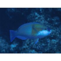 Chlorurus bowersi (Snyder, 1909)