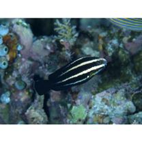 Chlorurus microrhinos (Bleeker, 1854)