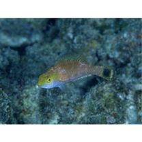 Scarus fuscocaudalis Randall et Myers, 2000