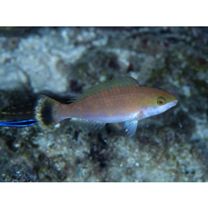 Scarus fuscocaudalis Randall et Myers, 2000