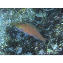 Scarus fuscocaudalis Randall et Myers, 2000